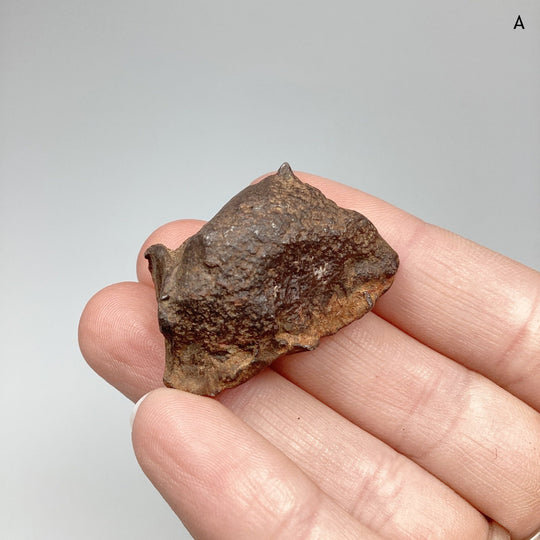 Gebel Kamil Meteorite - Rocks and Gems Canada
