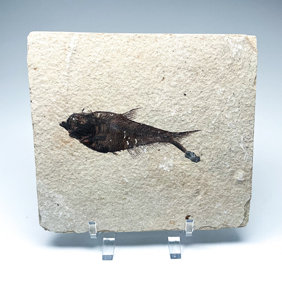 Fish Fossil - Rocks and Gems Canada