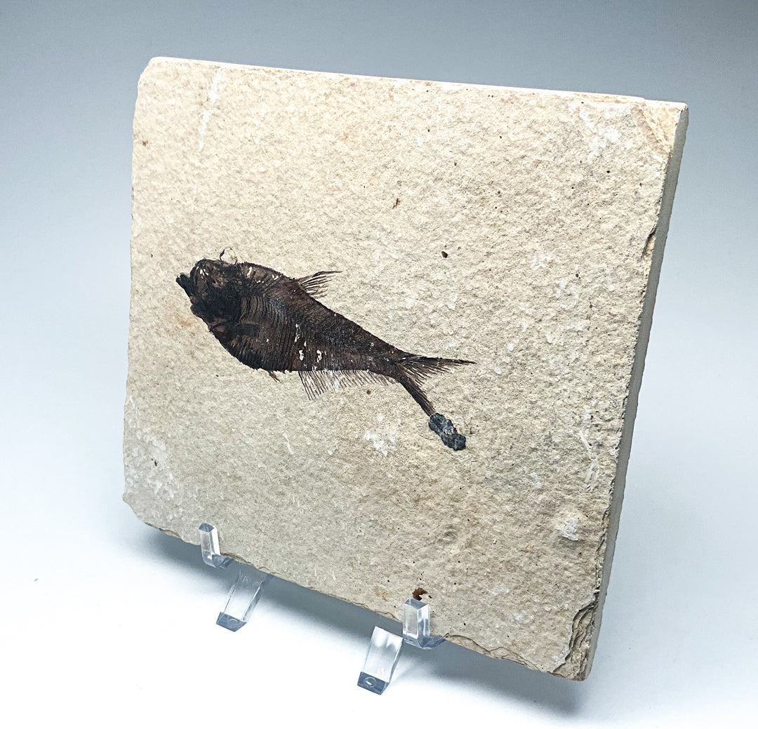 Fish Fossil - Rocks and Gems Canada