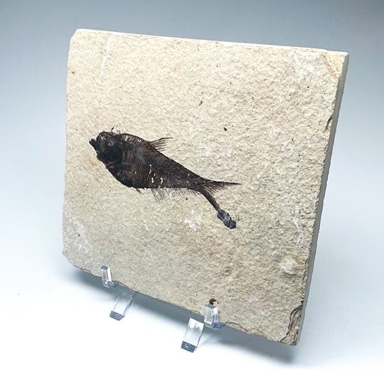 Fish Fossil - Rocks and Gems Canada