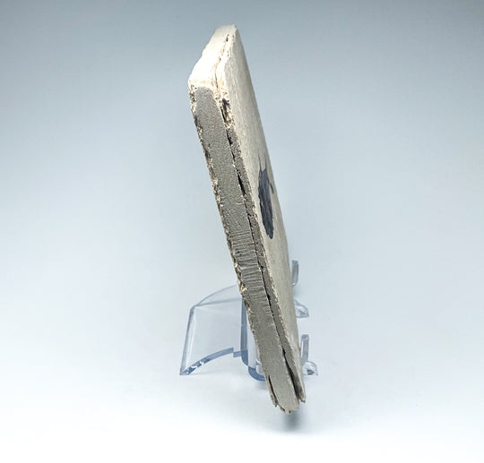 Fish Fossil - Rocks and Gems Canada