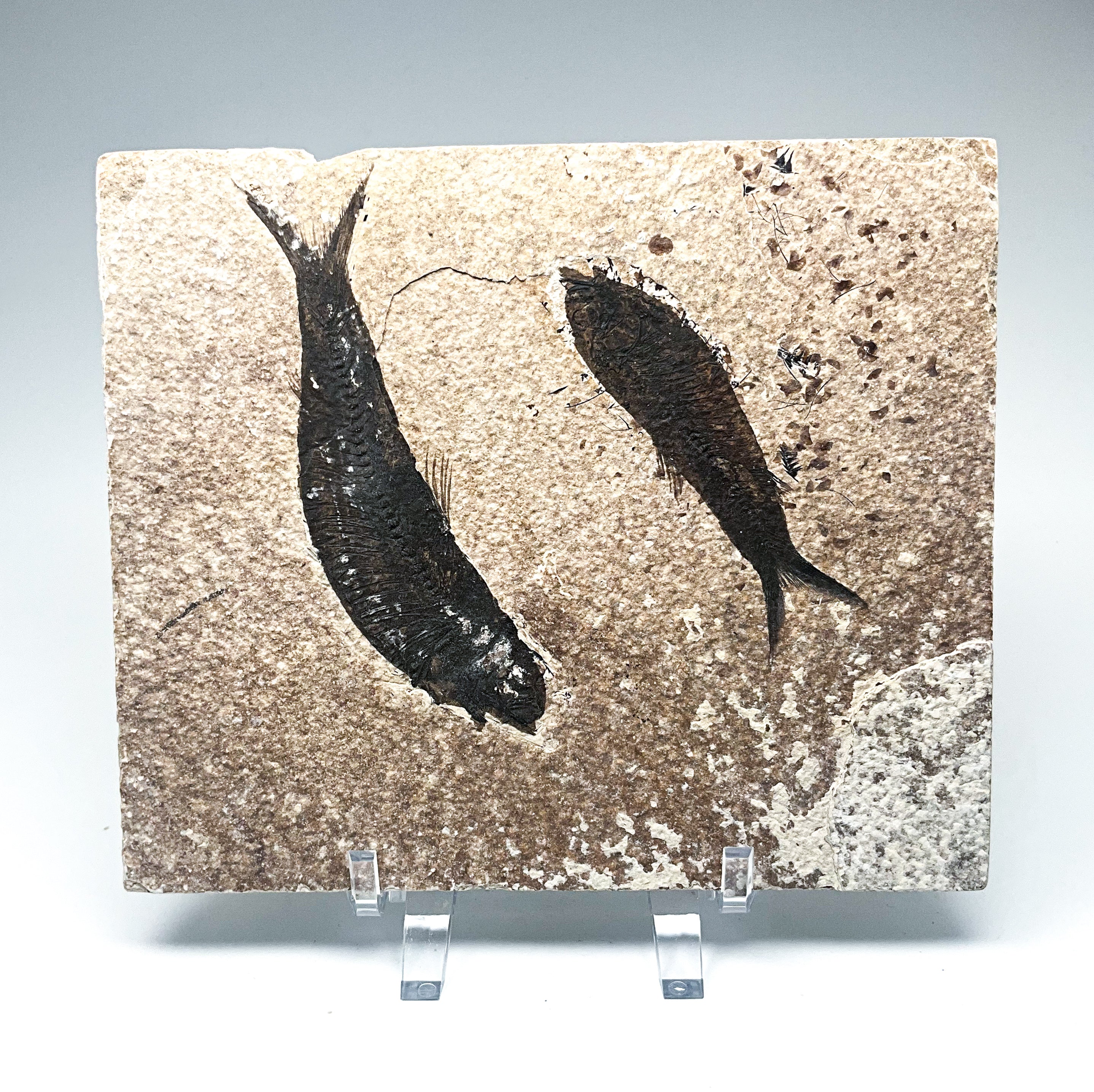 Fish Fossil - Rocks and Gems Canada