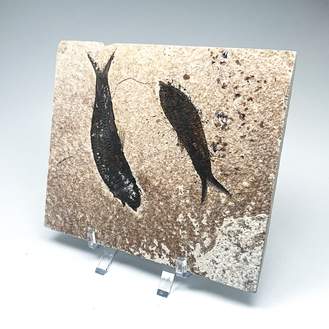 Fish Fossil - Rocks and Gems Canada