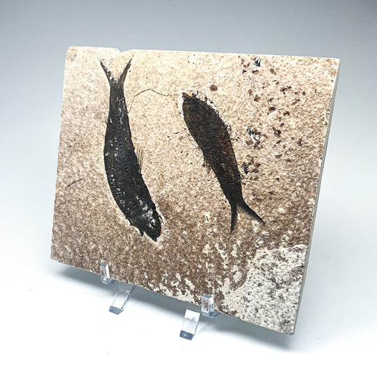 Fish Fossil - Rocks and Gems Canada