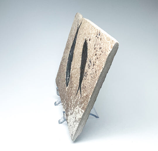 Fish Fossil - Rocks and Gems Canada