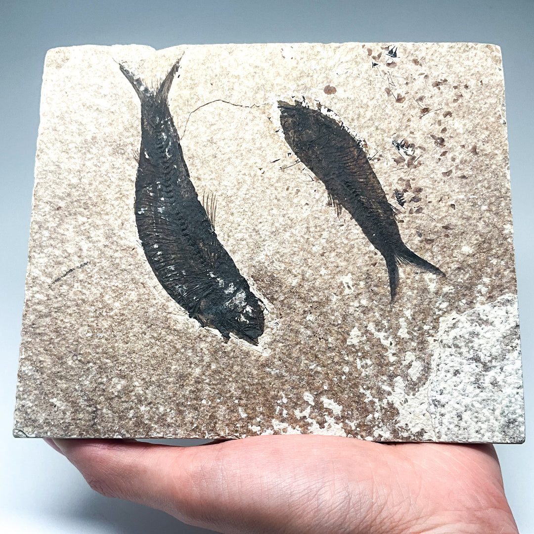 Fish Fossil - Rocks and Gems Canada