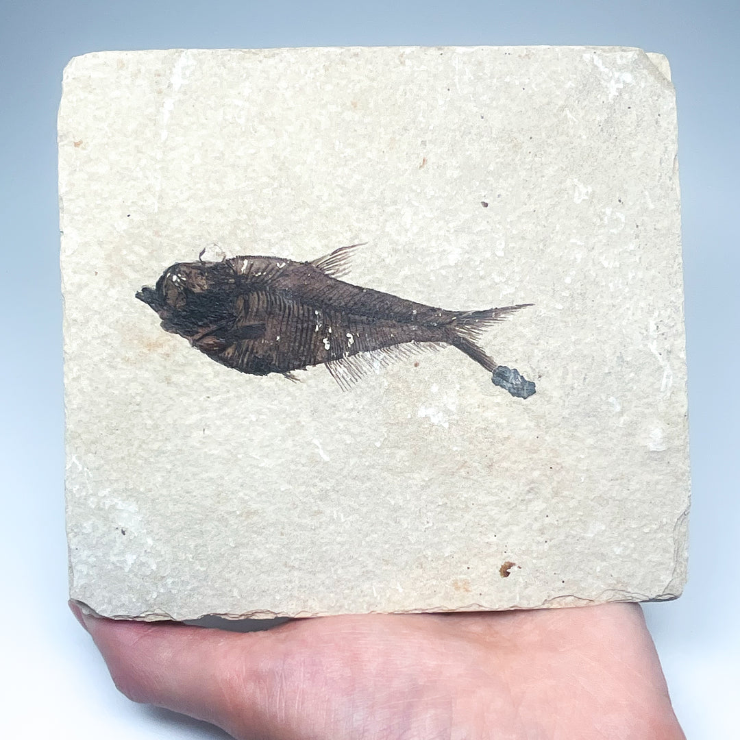 Fish Fossil - Rocks and Gems Canada