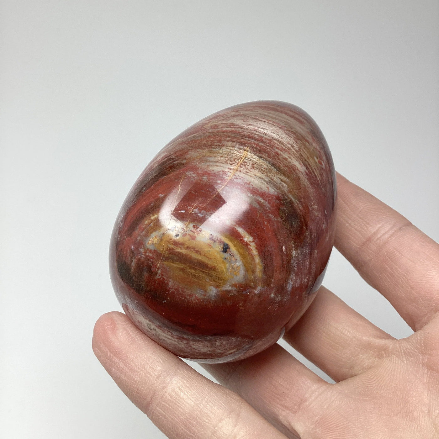 Araucaria Petrified Wood Egg