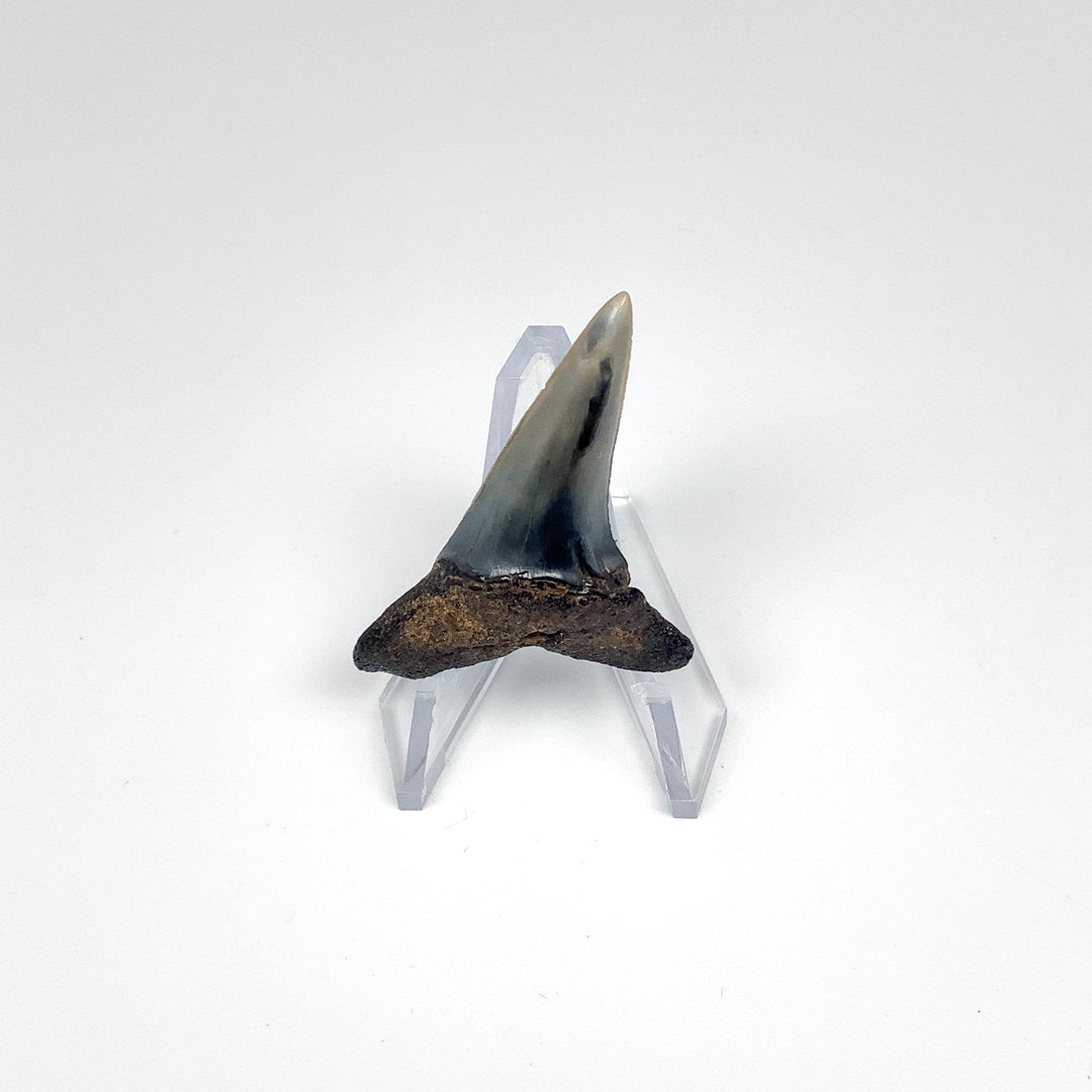 Fossilized Shark Tooth Specimen: Sand - Rocks and Gems Canada