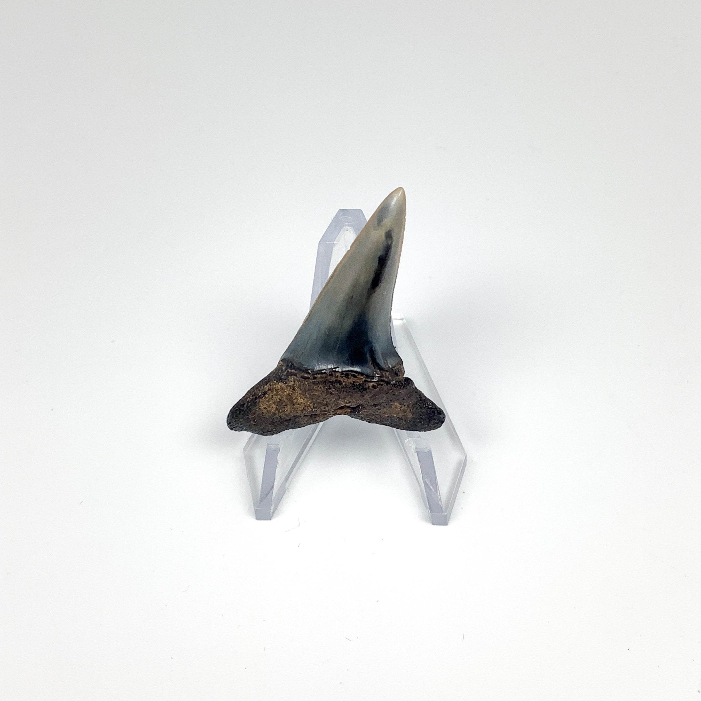 Fossilized Shark Tooth Specimen: Sand - Rocks and Gems Canada
