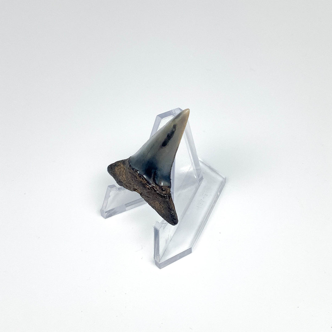 Fossilized Shark Tooth Specimen: Sand - Rocks and Gems Canada