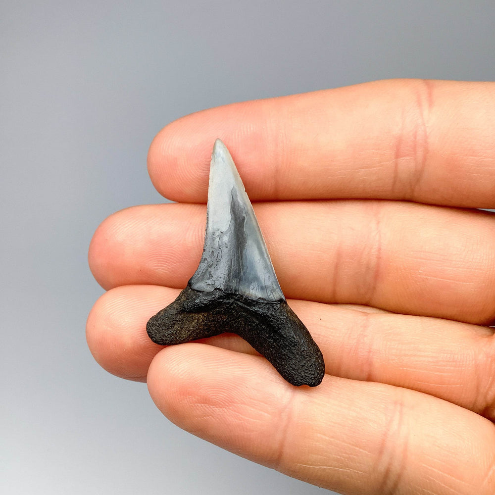 Fossilized Shark Tooth Specimen: Sand - Rocks and Gems Canada