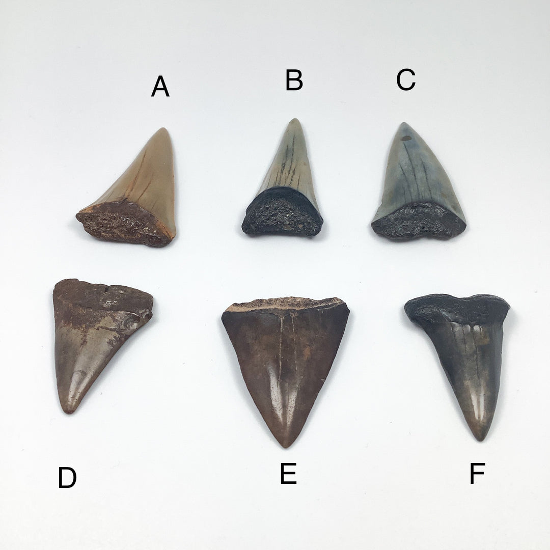 Fossilized Shark Tooth Specimen: Extinct Great White Shark