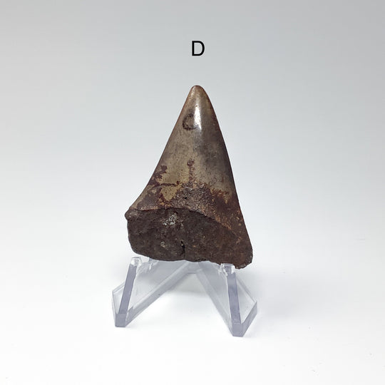 Fossilized Shark Tooth Specimen: Extinct Great White Shark