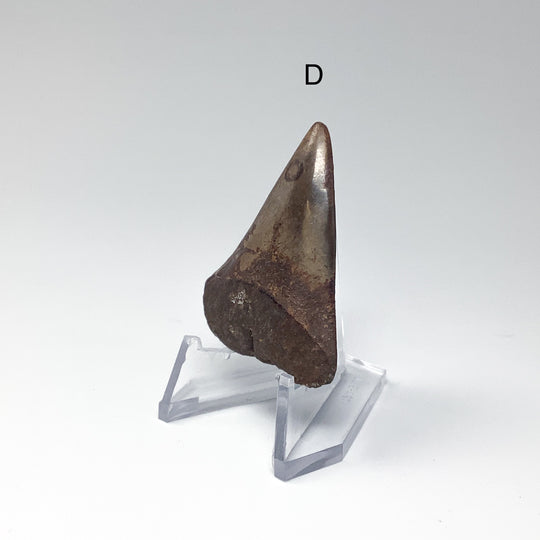 Fossilized Shark Tooth Specimen: Extinct Great White Shark