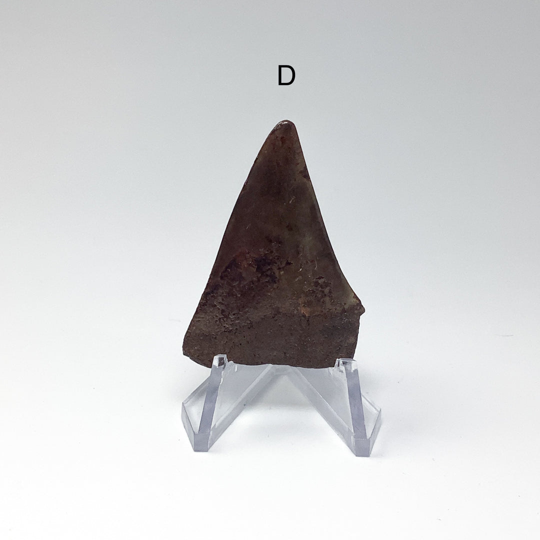 Fossilized Shark Tooth Specimen: Extinct Great White Shark