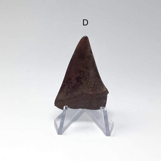Fossilized Shark Tooth Specimen: Extinct Great White Shark