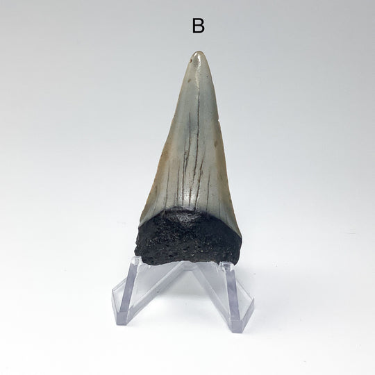 Fossilized Shark Tooth Specimen: Extinct Great White Shark