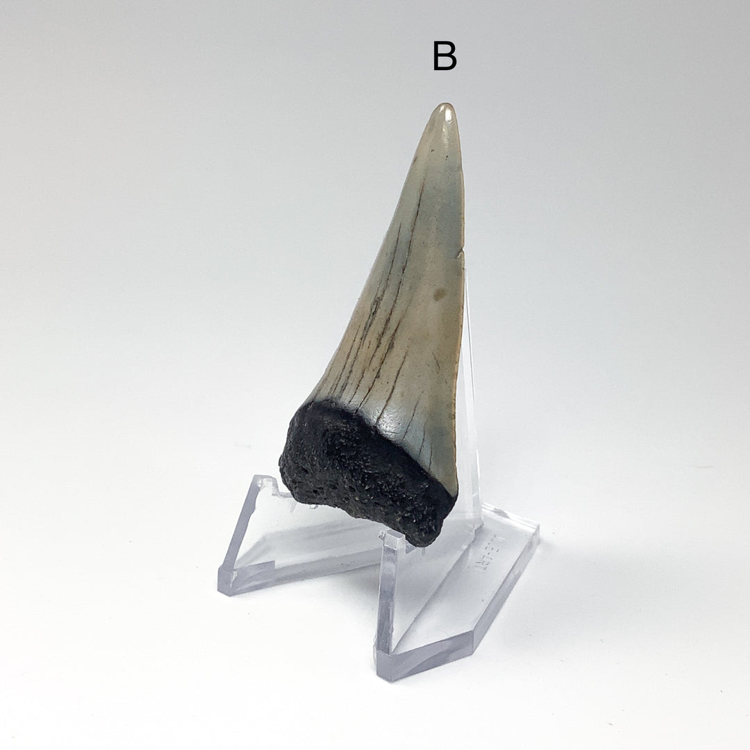 Fossilized Shark Tooth Specimen: Extinct Great White Shark