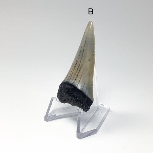 Fossilized Shark Tooth Specimen: Extinct Great White Shark