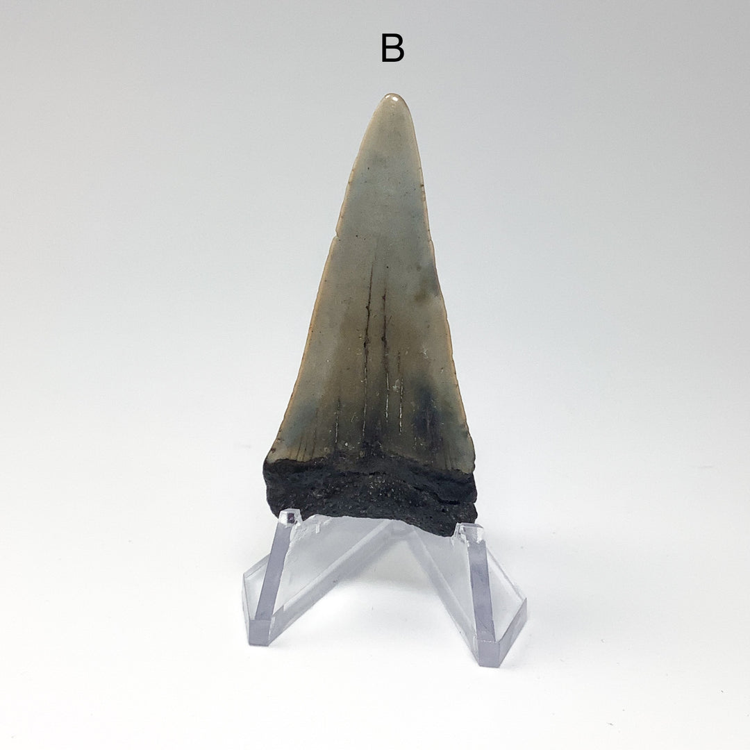 Fossilized Shark Tooth Specimen: Extinct Great White Shark