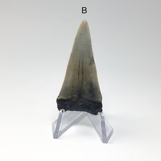 Fossilized Shark Tooth Specimen: Extinct Great White Shark