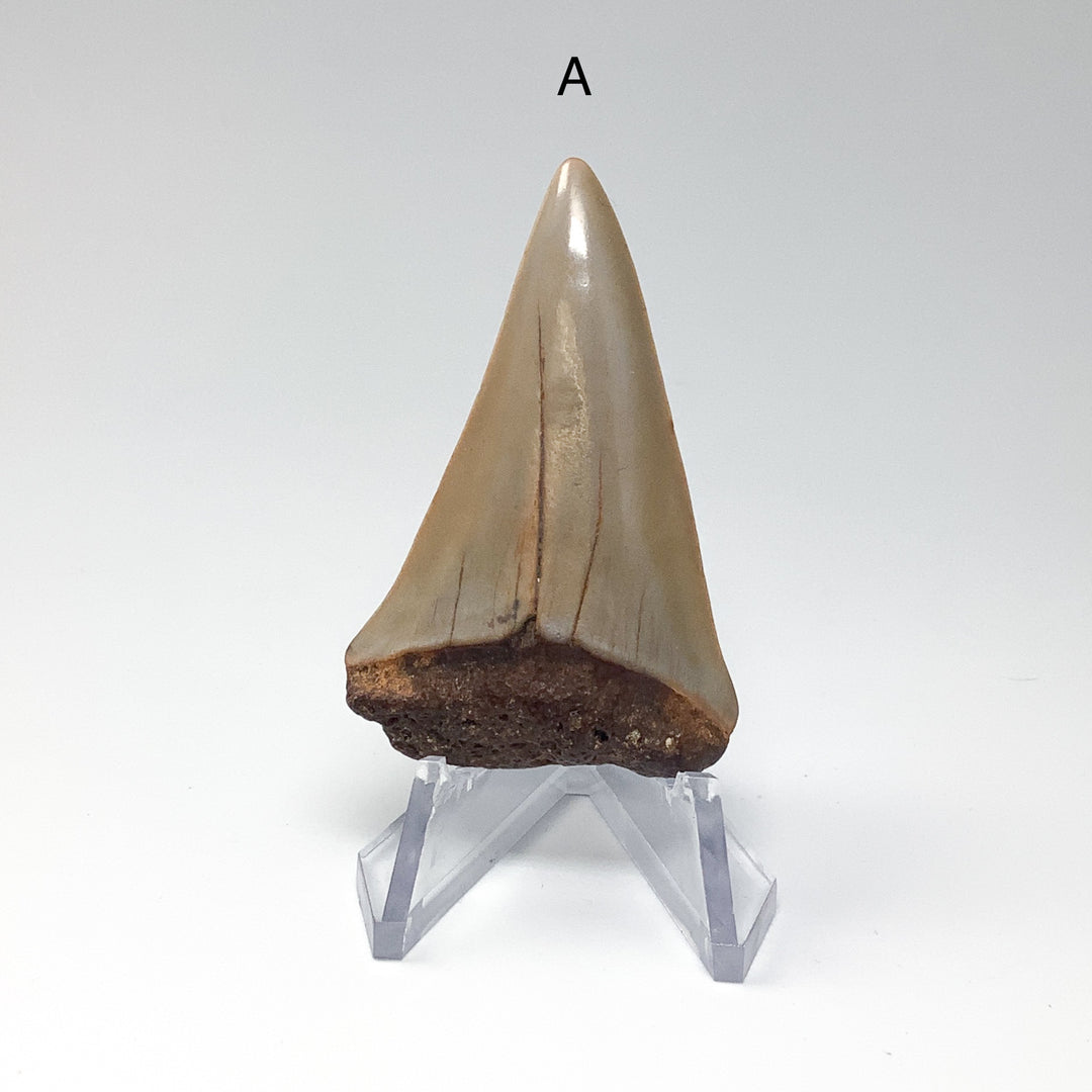 Fossilized Shark Tooth Specimen: Extinct Great White Shark