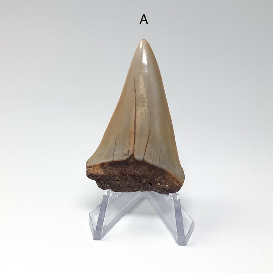 Fossilized Shark Tooth Specimen: Extinct Great White Shark