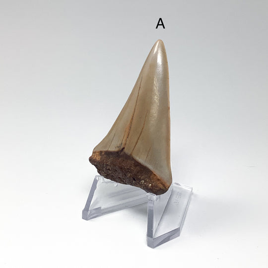 Fossilized Shark Tooth Specimen: Extinct Great White Shark