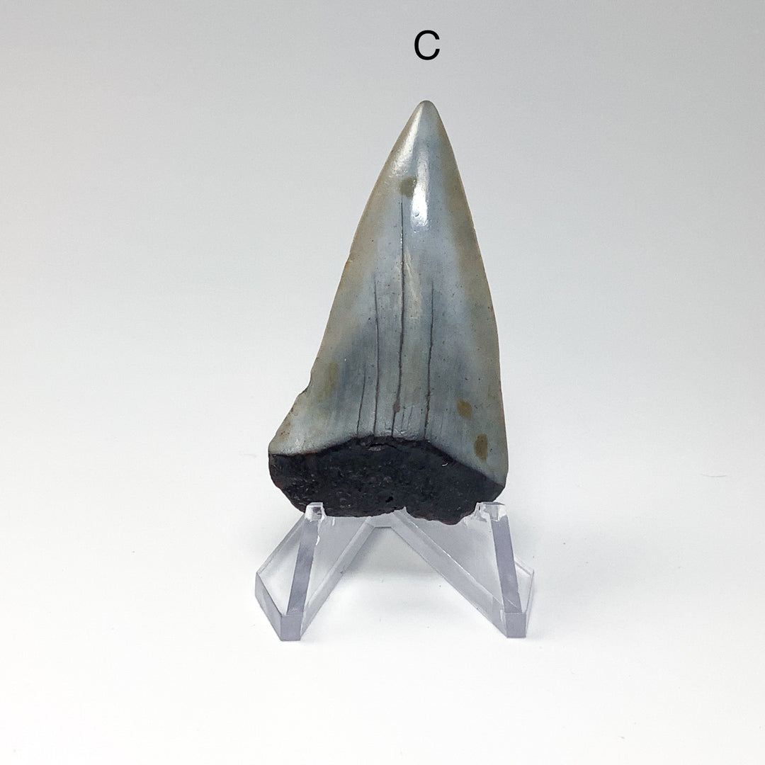 Fossilized Shark Tooth Specimen: Extinct Great White Shark