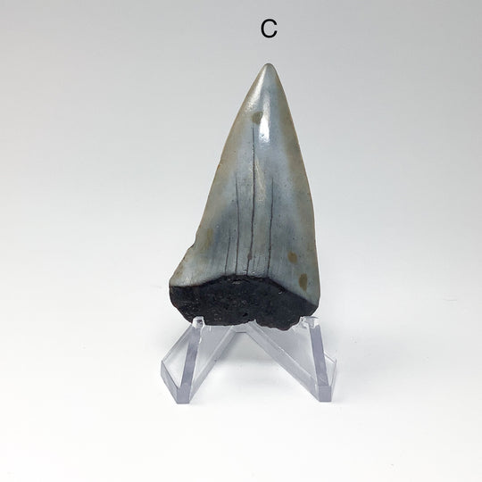 Fossilized Shark Tooth Specimen: Extinct Great White Shark