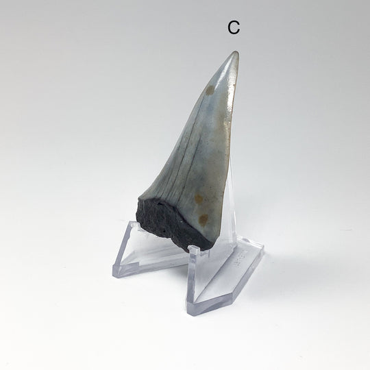 Fossilized Shark Tooth Specimen: Extinct Great White Shark
