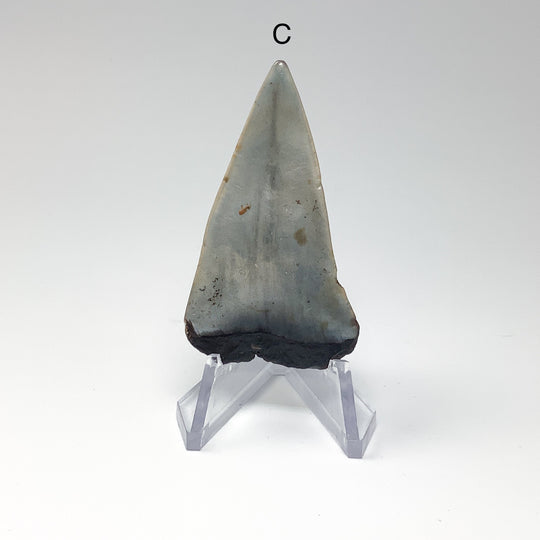 Fossilized Shark Tooth Specimen: Extinct Great White Shark