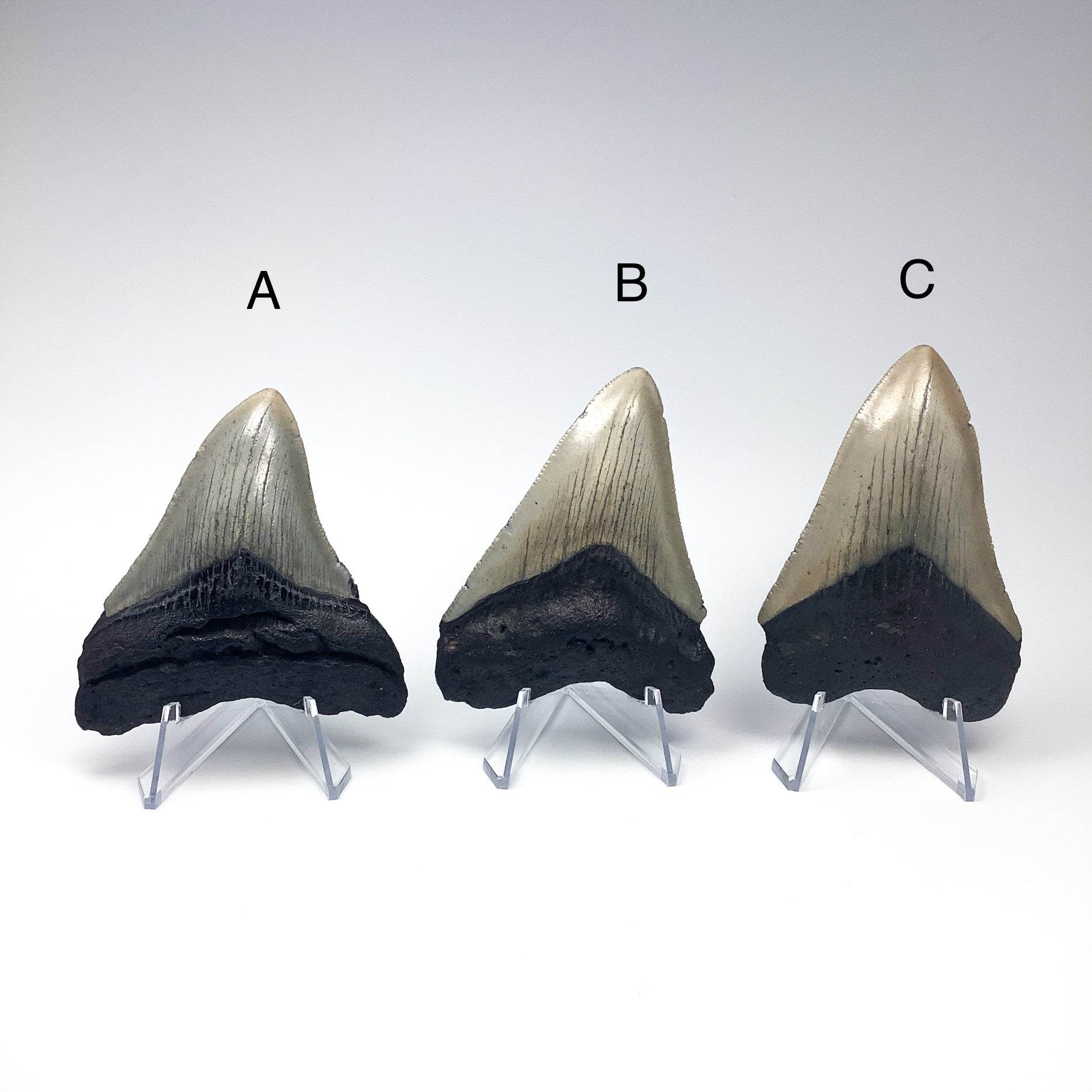 Fossilized Shark Tooth Specimen: Carcharodon Megalodon - Rocks and Gems Canada