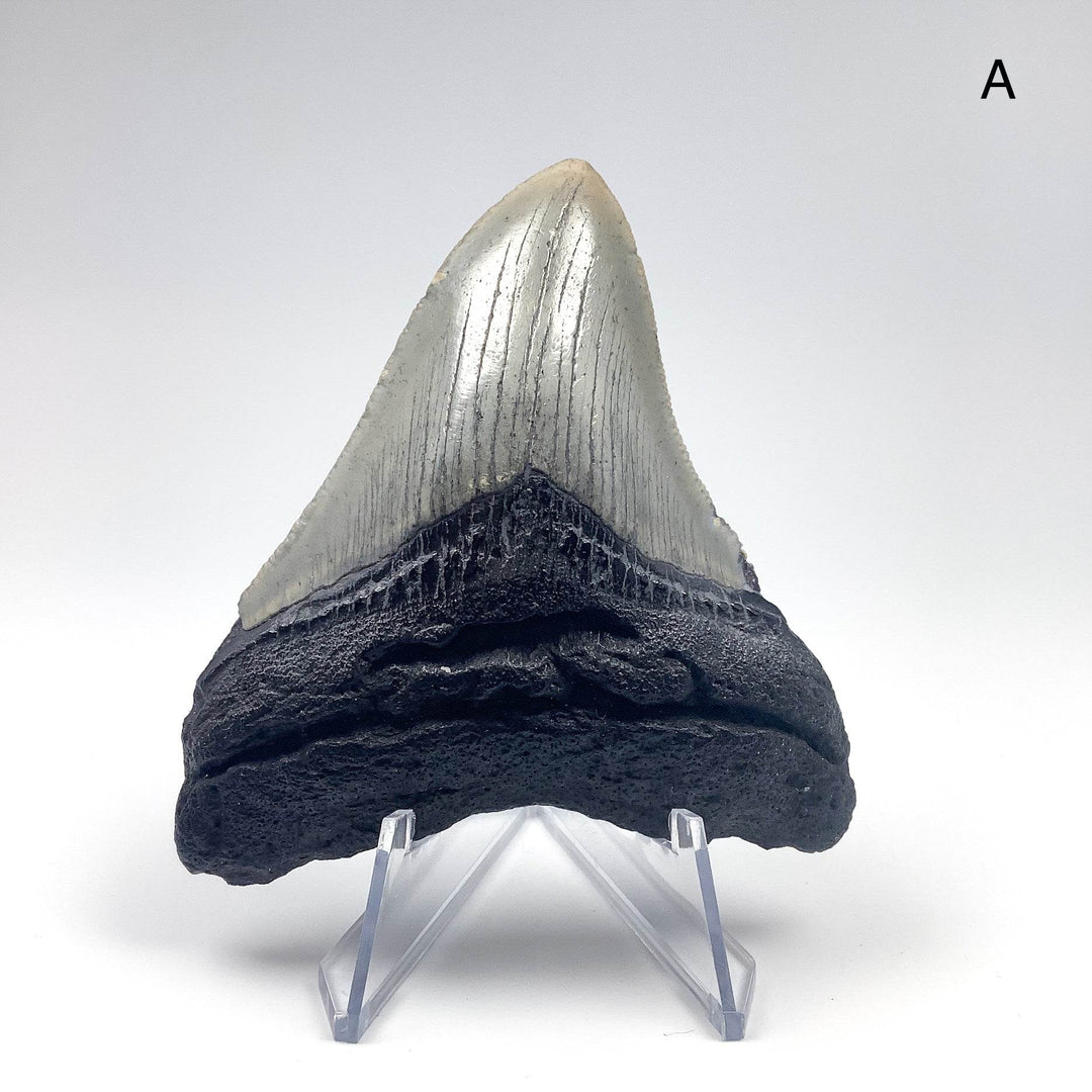 Fossilized Shark Tooth Specimen: Carcharodon Megalodon - Rocks and Gems Canada