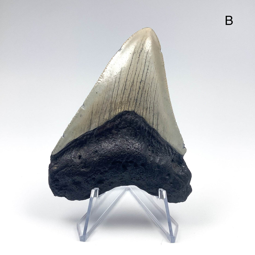 Fossilized Shark Tooth Specimen: Carcharodon Megalodon - Rocks and Gems Canada
