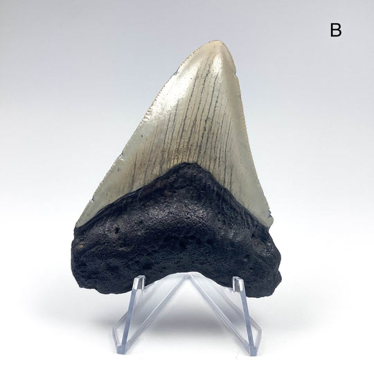 Fossilized Shark Tooth Specimen: Carcharodon Megalodon - Rocks and Gems Canada