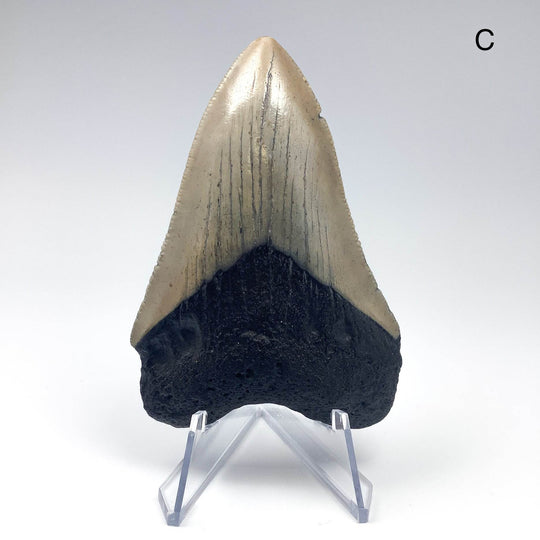 Fossilized Shark Tooth Specimen: Carcharodon Megalodon - Rocks and Gems Canada