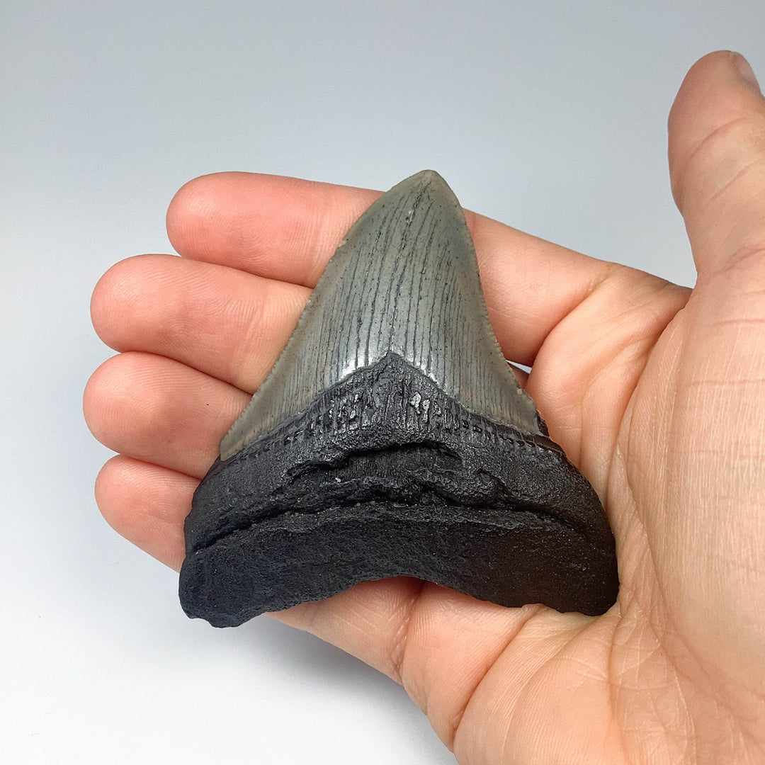 Fossilized Shark Tooth Specimen: Carcharodon Megalodon - Rocks and Gems Canada