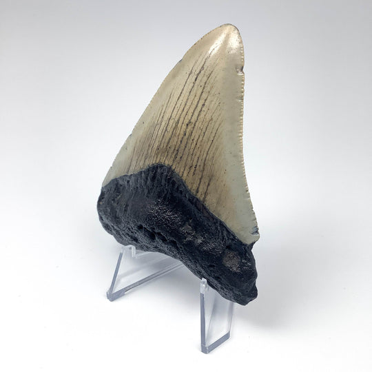 Fossilized Shark Tooth Specimen: Carcharodon Megalodon - Rocks and Gems Canada