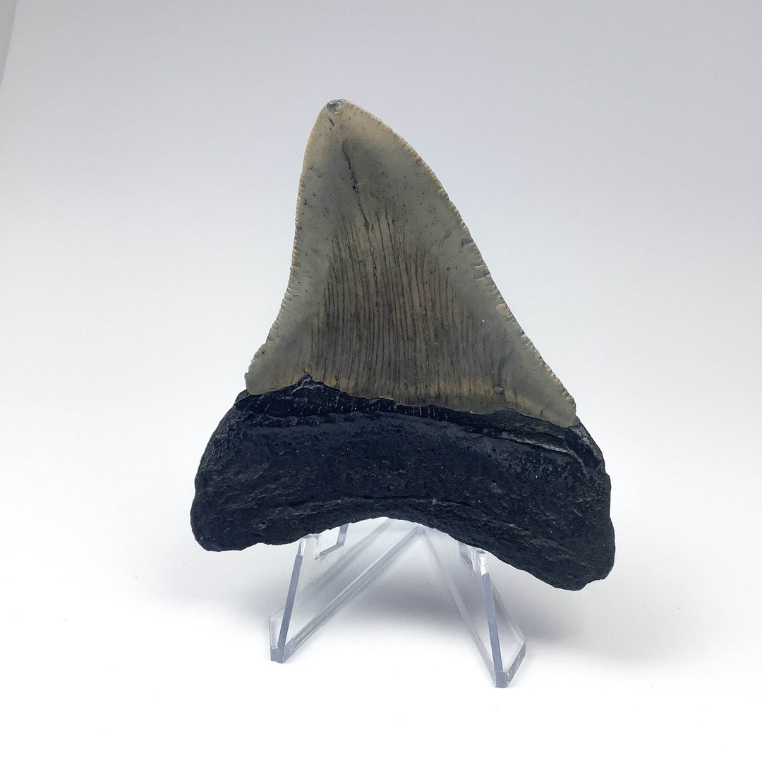 Fossilized Shark Tooth Specimen: Carcharodon Megalodon - Rocks and Gems Canada