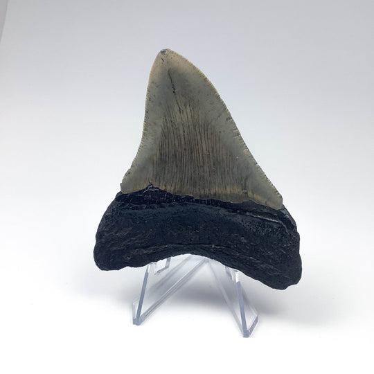 Fossilized Shark Tooth Specimen: Carcharodon Megalodon - Rocks and Gems Canada