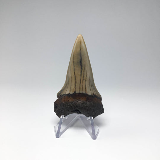Fossilized Shark Tooth Specimen: Great White Shark - Rocks and Gems Canada