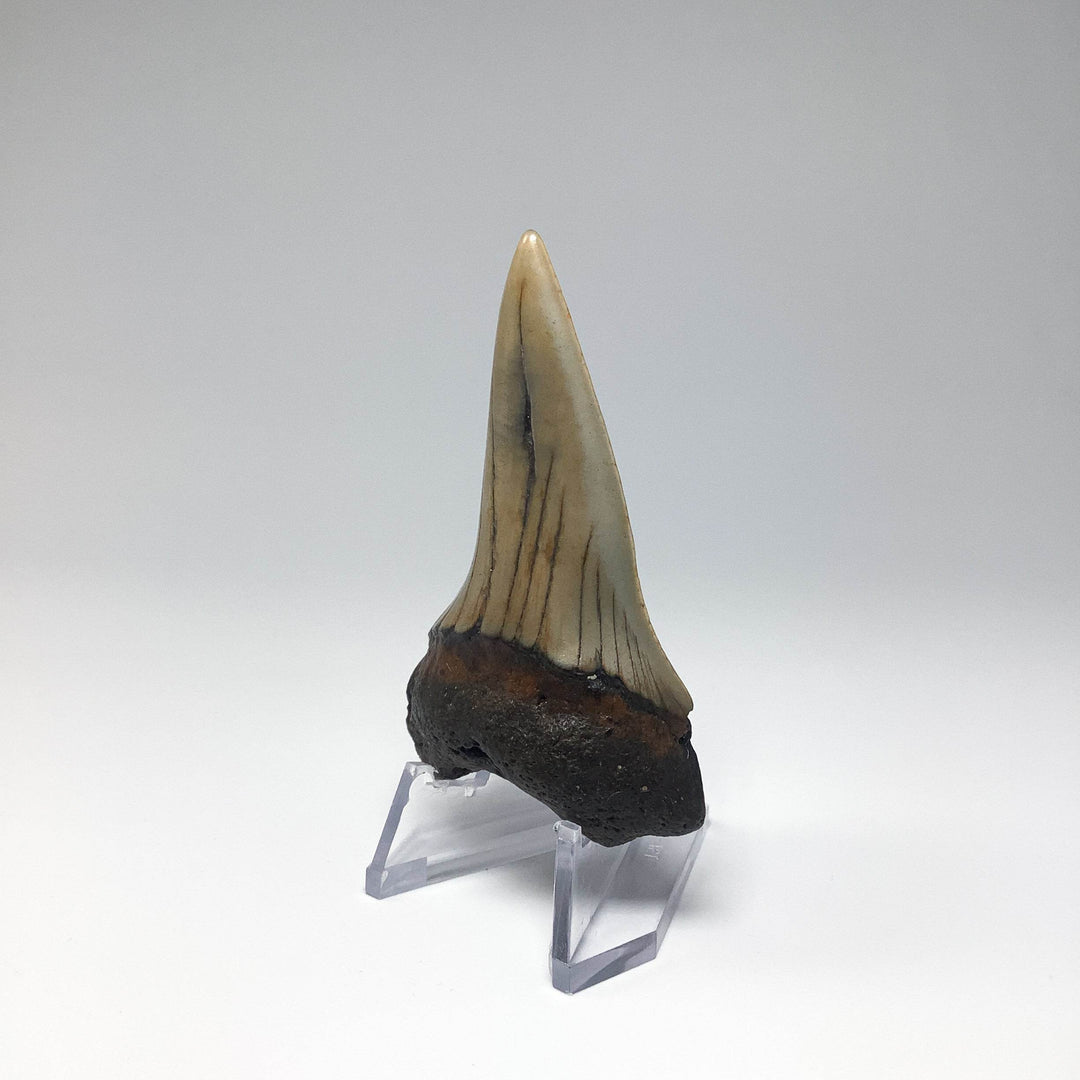 Fossilized Shark Tooth Specimen: Great White Shark - Rocks and Gems Canada