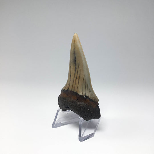 Fossilized Shark Tooth Specimen: Great White Shark - Rocks and Gems Canada
