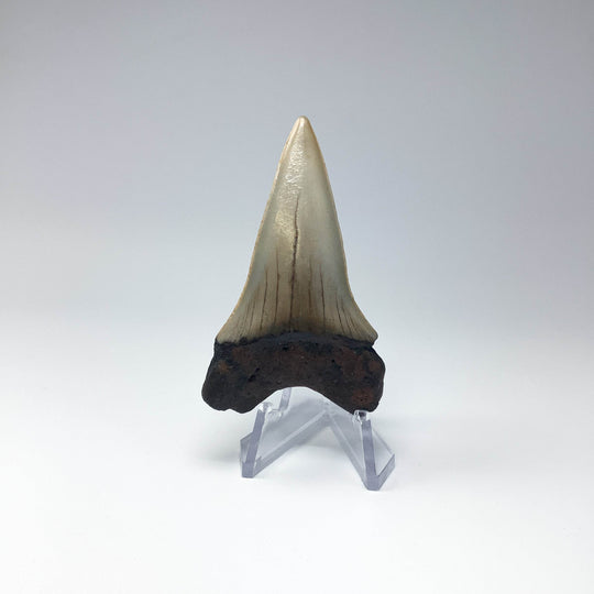 Fossilized Shark Tooth Specimen: Great White Shark - Rocks and Gems Canada