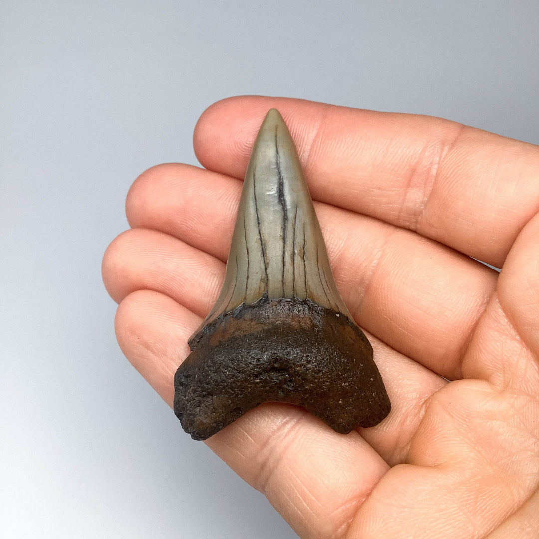 Fossilized Shark Tooth Specimen: Great White Shark - Rocks and Gems Canada