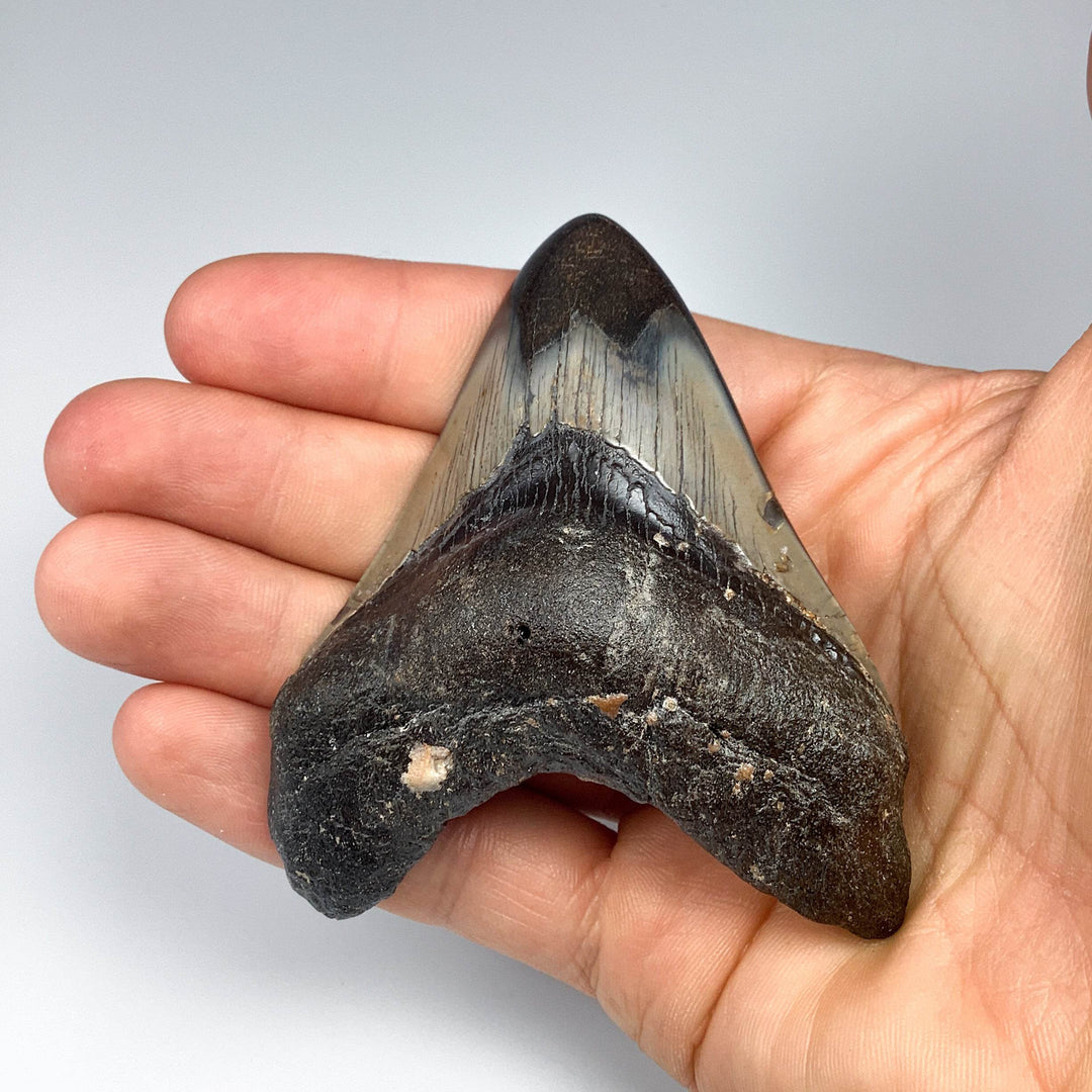 Fossilized Shark Tooth Specimen: Carcharodon Megalodon - Rocks and Gems Canada