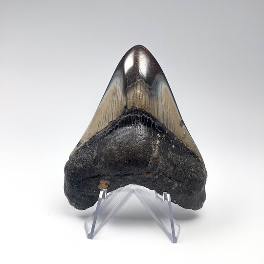 Fossilized Shark Tooth Specimen: Carcharodon Megalodon - Rocks and Gems Canada