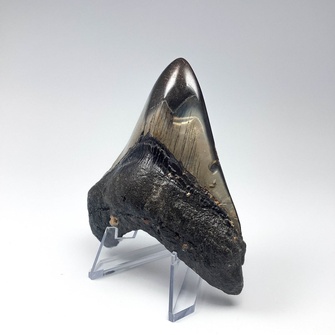 Fossilized Shark Tooth Specimen: Carcharodon Megalodon - Rocks and Gems Canada